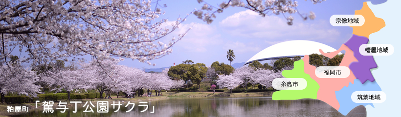 写真：駕与丁公園サクラ(粕屋町）