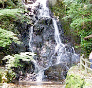 茶摘み体験in うきは市img