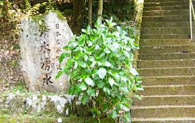 茶摘み体験in うきは市img